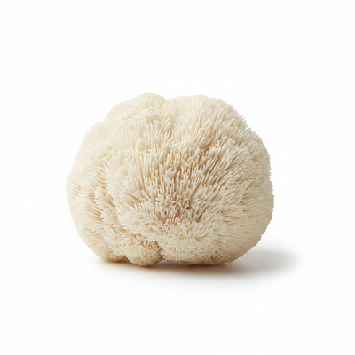 Lion's Mane Mushroom
