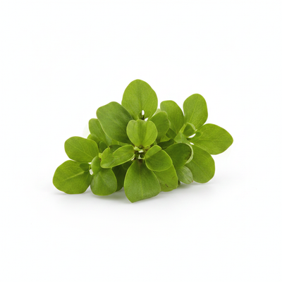 Purslane Herb